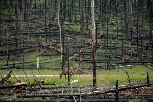 Wildfire Insurance Appraisal